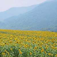 太陽に恋するひまわり畑🌻☀️「たいよう農園 門松ハウス」