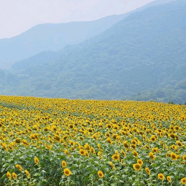 太陽に恋するひまわり畑🌻☀️「たいよう農園 門松ハウス」