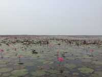 🌸 Travel Blog: Red Lotus Sea (Talay Bua Daeng), Udon Thani 🌸