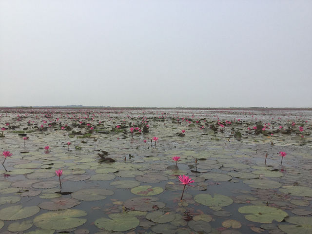 🌸 Travel Blog: Red Lotus Sea (Talay Bua Daeng), Udon Thani 🌸