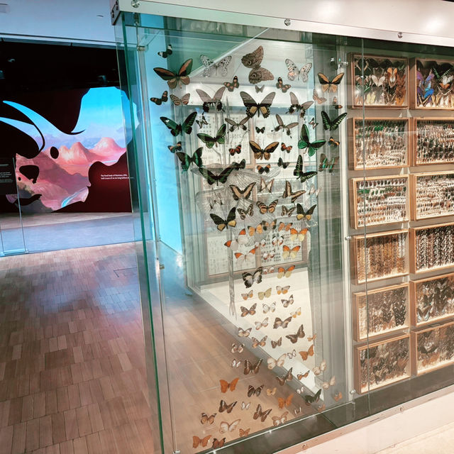 理科好きになる🦋メルボルン博物館で出会う小さな宇宙 ― 昆虫標本展示