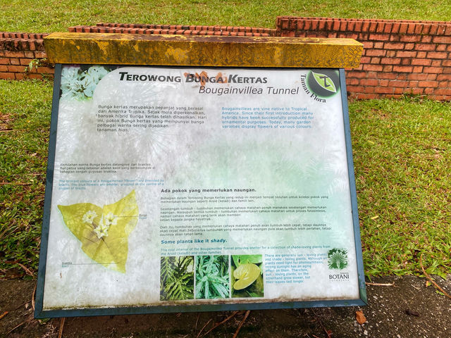 Bougainvilaa Trail Putrajaya – A Colorful Escape for Nature Lovers