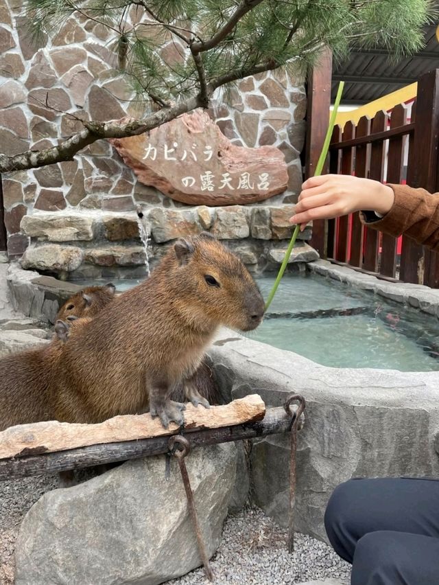 Yilan: Nature and Hot Springs in Northern Taiwan