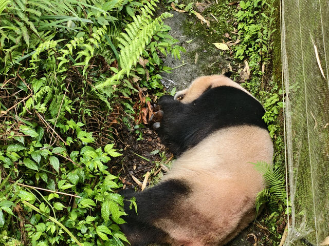 熊貓谷一也想當隻躺平的大熊貓🐼