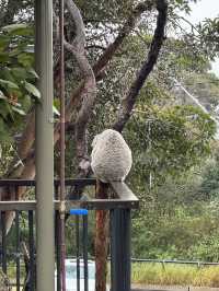 🇦🇺 塔龍加動物園（Taronga Zoo）是悉尼必游的世界級生態動物園