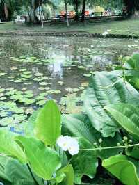 “Serenity in the City: Discover the Tranquil Beauty of Perdana Botanical Garden”