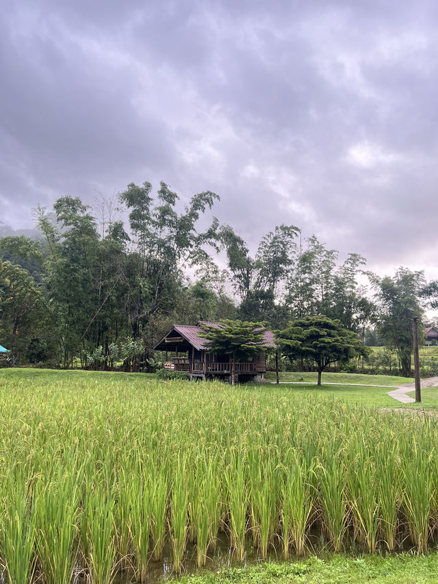 📍ที่พักเชียงใหม่ สงบ วิวทุ่งนาเขียวขจี สวยม๊าก 👍 📍ที่พักเชียงใหม่ สงบ วิวทุ่งนาเขียวขจี สวยม๊าก 👍