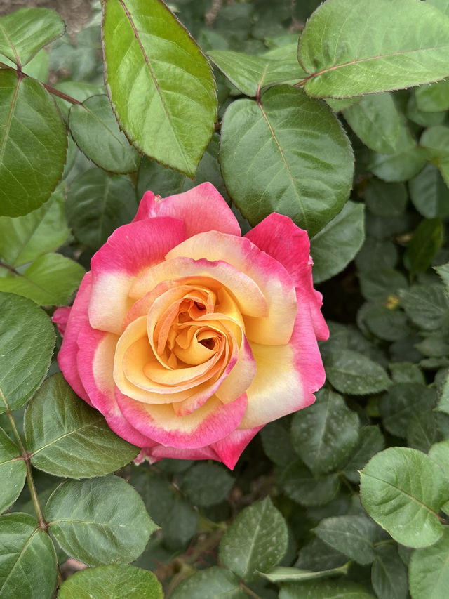 Shanghai Botanical Garden