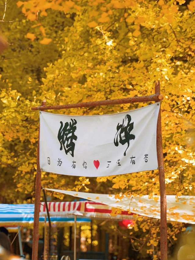 Autumn in Tengchong – The Golden Paradise of Ginkgo Trees 