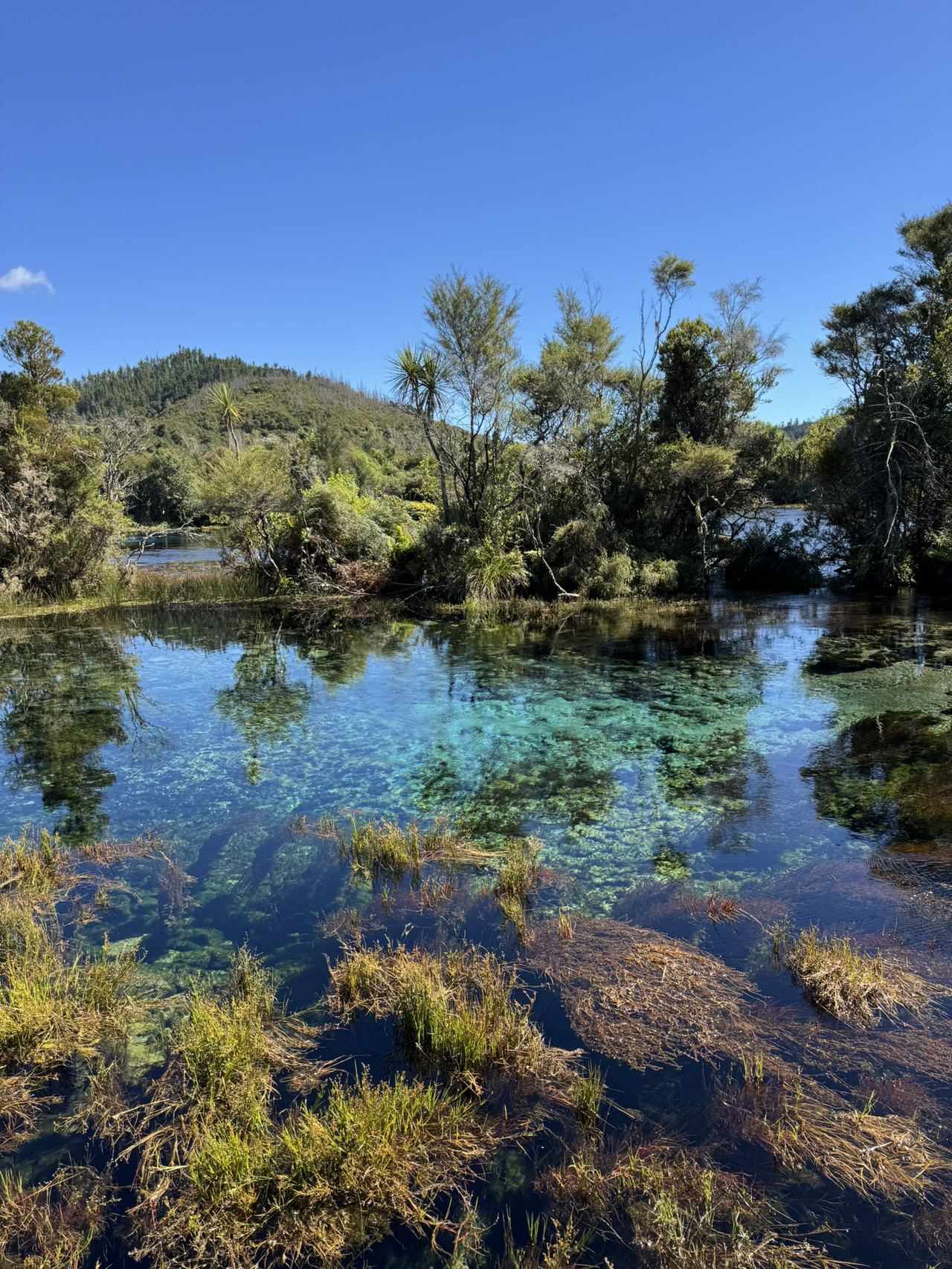 [Tasman, New Zealand] Te Waikoropupu Springs, one of the world's clearest springs🌿💦