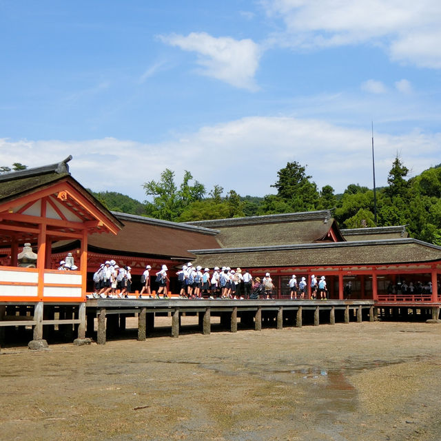 海中島居+海上神社+神之使者一在嚴島神社散策