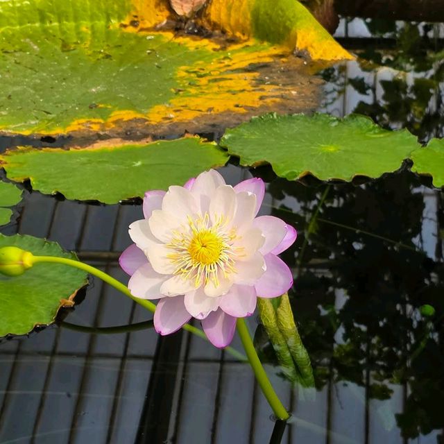 Royal Botanic Gardens, Kew