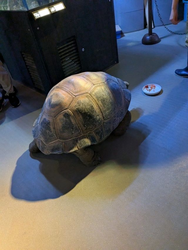 【神戸の水族館】水族館の年パス買うならココでしょ！