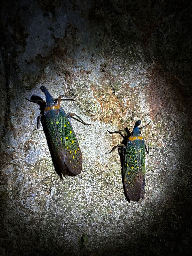 1StopBorneo Wildlife - Malaysia 