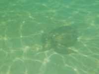 수영못함 미야코지마