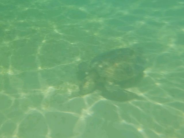 수영못함 미야코지마