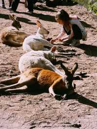 Wild Encounter at Caversham Wildlife Park