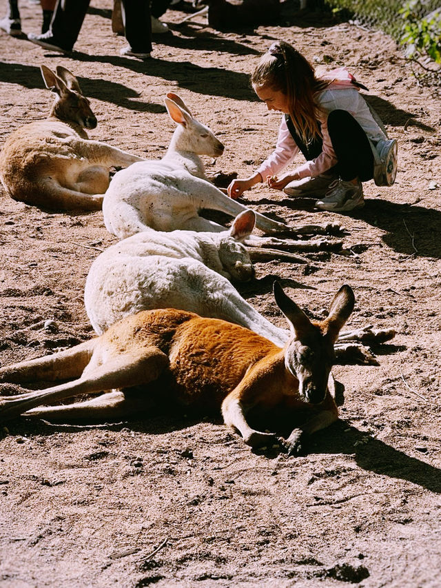 Wild Encounter at Caversham Wildlife Park