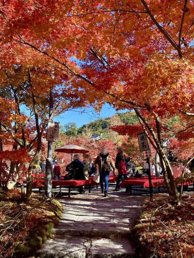 🍁 A Breathtaking Autumn at Eikando, Kyoto 🍁 A Breathtaking Autumn at Eikando, Kyoto