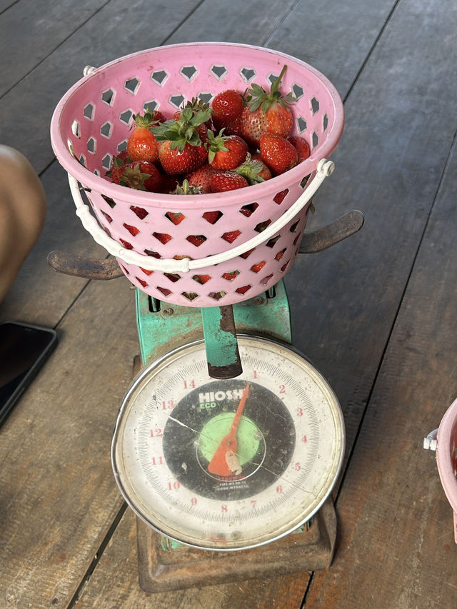 Strawberry Escape🍓