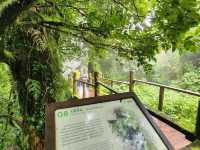 Forest Bathing at Doi Inthanon: Chill Vibes + Epic Scenery