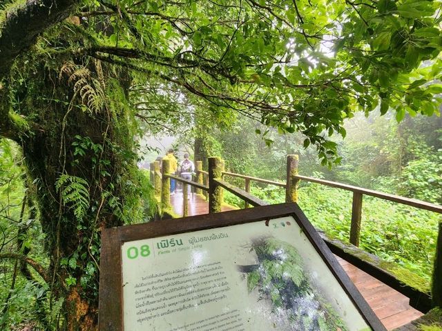 Forest Bathing at Doi Inthanon: Chill Vibes + Epic Scenery