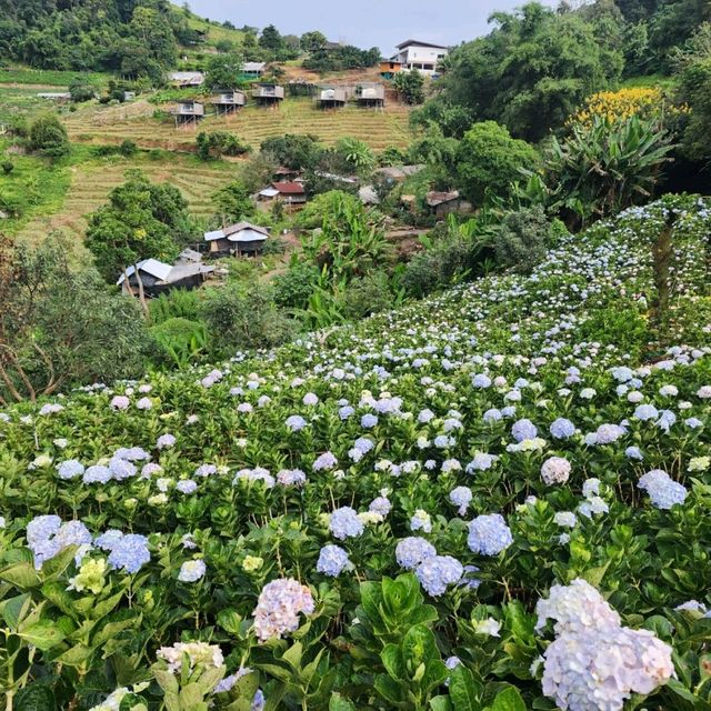 Mae Rim Flower Power: Hydrangea Selfie Spots & Insta Garden Magic 🌸🌦️ Mae Rim Flower Power: Hydrangea Selfie Spots & Insta Garden Magic 🌸🌦️