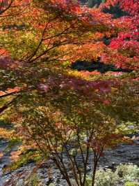 🍁✨โอซาก้า (Osaka)” ฤดูใบไม้เปลี่ยนสี