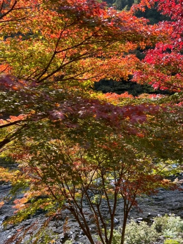 🍁✨โอซาก้า (Osaka)” ฤดูใบไม้เปลี่ยนสี