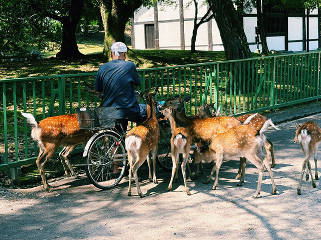 奈良 奈良