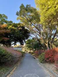 From Leaves to Blooms: Autumn Still Lives Here