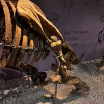 Natural Science Museum of Valencia – Exploring the Wonders of Life and Earth