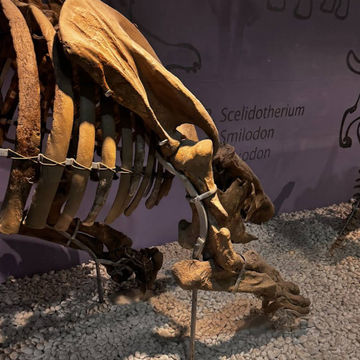 Natural Science Museum of Valencia – Exploring the Wonders of Life and Earth