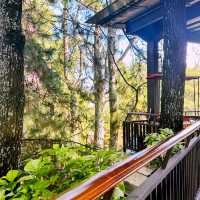 Nature-Lover’s Dream Stay: Cozy Hotel Review 🏡🌲