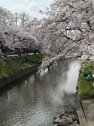 ดอกซากุระบานสะพรั่งสวยงามใกล้เมืองนาโกย่า! เดินชมดอกซากุระริมแม่น้ำโกโจในเมืองอิวาคุระ