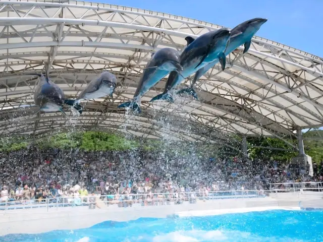 「日本最高の海洋テーマパーク」《美ら海水族館》。