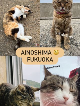 Ainoshima Island • เกาะแมว 😽💫