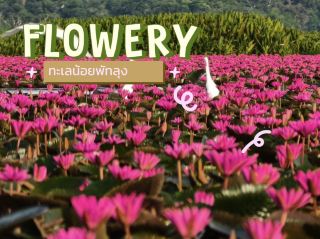 รีวิวทะเลน้อย ดอกบัวแดงบานสะพรั่ง ความงดงามที่ต้องไปเห็นด้วยตาตัวเอง

ช่วงนี้ใครกำลังมองหาสถานที่เที่ยวธรรมชาติที่ทั้งสงบ สดชื่น และสวยเหมือนภาพวาด ขอแนะนำ ทะเลน้อย จังหวัดพัทลุง เพราะเป็นช่วงที่ดอกบัวแดงกำลังผลิบานเต็มผืนน้ำ สร้างบรรยากาศที่งดงามจนแทบไม่อยากละสายตา

ยายณีมีโอกาสได้ล่องเรือแต่เช้าตรู่ อากาศเย็นสบาย แสงอาทิตย์ค่อย ๆ โผล่พ้นขอบฟ้า สาดแสงสีทองลงบนผืนน้ำที่เต็มไปด้วยดอกบัวแดงนับหมื่นนับแสนดอก ภาพตรงหน้าสวยจนรู้สึกเหมือนหลุดเข้าไปอยู่ในภาพวาด เสียงนกร้องคลอไปกับสายลมอ่อน ๆ ทำให้หัวใจรู้สึกผ่อนคลายอย่างบอกไม่ถูก

เสน่ห์ของทะเลน้อยไม่ได้มีเพียงดอกบัวแดงเท่านั้น แต่ยังเป็นพื้นที่ชุ่มน้ำที่อุดมสมบูรณ์ มีนกน้ำนานาชนิดบินโฉบไปมา และวิถีชีวิตของชาวบ้านที่ยังคงเรียบง่าย นักท่องเที่ยวสามารถนั่งเรือชมธรรมชาติ ถ่ายรูป หรือแวะอุดหนุนสินค้าพื้นบ้านได้ตลอดเส้นทาง ทุกจุดล้วนเต็มไปด้วยรอยยิ้มและความเป็นกันเอง

ช่วงเวลาที่แนะนำที่สุดคือประมาณ 06.00–08.00 น. เพราะดอกบัวจะบานสวย อากาศไม่ร้อน และแสงเช้าช่วยให้ภาพถ่ายออกมาสวยเป็นพิเศษ หากมาสายกว่านี้ ดอกบัวบางส่วนจะเริ่มหุบตามธรรมชาติ ทำให้ความงามลดลงเล็กน้อย

สำหรับการเดินทางมาทะเลน้อยถือว่าสะดวก มีบริการเรือนำเที่ยวหลายจุด ค่าเรือมีหลายราคา ขึ้นอยู่กับจำนวนผู้โดยสารและระยะเวลาที่ต้องการล่องเรือ ควรสอบถามราคาและตกลงกับคนขับเรือก่อนออกเดินทาง เพื่อความสบายใจทั้งสองฝ่าย

ยายณีอยากฝากถึงทุกคนที่มาเที่ยวว่า ความสวยงามของธรรมชาติจะคงอยู่ได้ หากเราช่วยกันดูแล ไม่ทิ้งขยะ ไม่เด็ดดอกบัว และเคารพกฎของพื้นที่ เพราะทุกดอก ทุกต้น และสัตว์ทุกตัว ล้วนเป็นส่วนหนึ่งของระบบนิเวศที่มีคุณค่า

ทริปนี้ทำให้ยายณีรู้สึกว่า บางครั้งความสุขก็ไม่จำเป็นต้องเดินทางไกล แค่ได้ออกมาสัมผัสธรรมชาติ สูดอากาศบริสุทธิ์ นั่งมองผืนน้ำที่เต็มไปด้วยดอกบัวแดง และปล่อยใจให้เงียบสงบ ก็เป็นการเติมพลังให้ชีวิตได้อย่างดี

ถ้าใครยังไม่มีแพลนเที่ยวในช่วงนี้ ยายณีขอชวนมาเก็บภาพความประทับใจที่ทะเลน้อย รับรองว่าความงดงามของดอกบัวแดงยามเช้าจะทำให้คุณหลงรักสถานที่แห่งนี้ไม่ต่างจากยายณีแน่นอน และอย่าลืมพกกล้องหรือโทรศัพท์ให้แบตเตอรี่เต็ม เพราะทุกมุมคือภาพแห่งความทรงจำที่อยากเก็บไว้ อีกทั้งยังได้สัมผัสวิถีชุมชนที่อบอุ่น พร้อมลิ้มลองอาหารพื้นบ้านรสชาติอร่อย เป็นอีกหนึ่งทริปที่ทั้งอิ่มใจ อิ่มตา และคุ้มค่ากับการตื่นเช้าเพื่อมาพบความมหัศจรรย์ของธรรมชาติไทยที่สวยงามไม่แพ้ที่ใดในโลกเลยค่ะ 🌸 #ดอกบัวแดง 