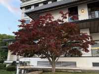 【山水之間的和風夏夜】8月洞爺湖畔亭.五人家族溫泉輕旅行