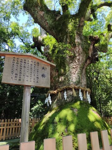 🇯🇵【愛知】樹齢1000年を超える御神木熱田神宮 大楠 | Trip.com 名古屋