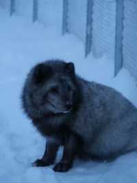 Where are the arctic animals!?