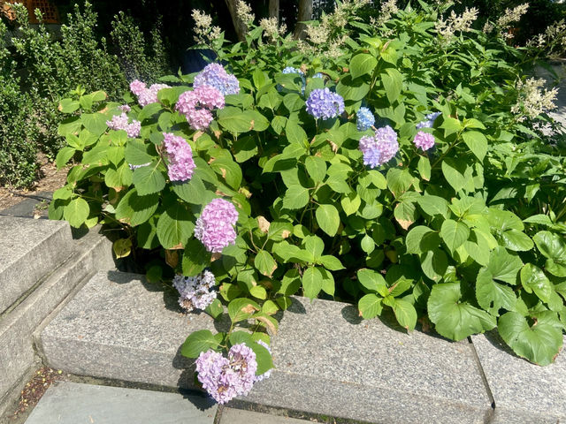 ✨🦜我在紐約中央公園動物園觀雀的樂趣✨