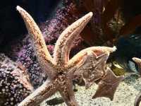Shark Reef Aquarium at Mandalay Bay 🇺🇸