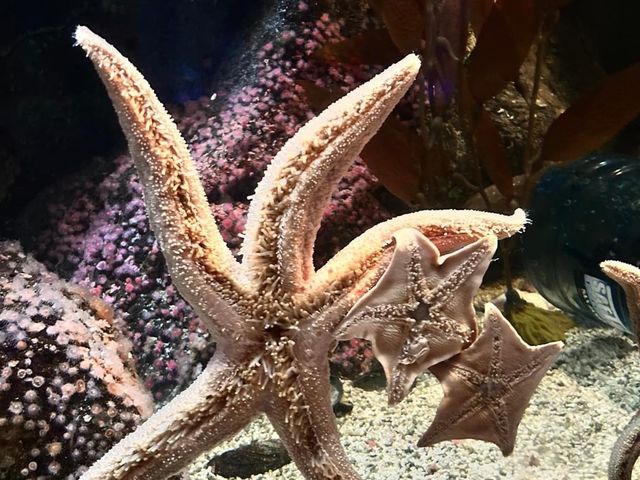 Shark Reef Aquarium at Mandalay Bay 🇺🇸