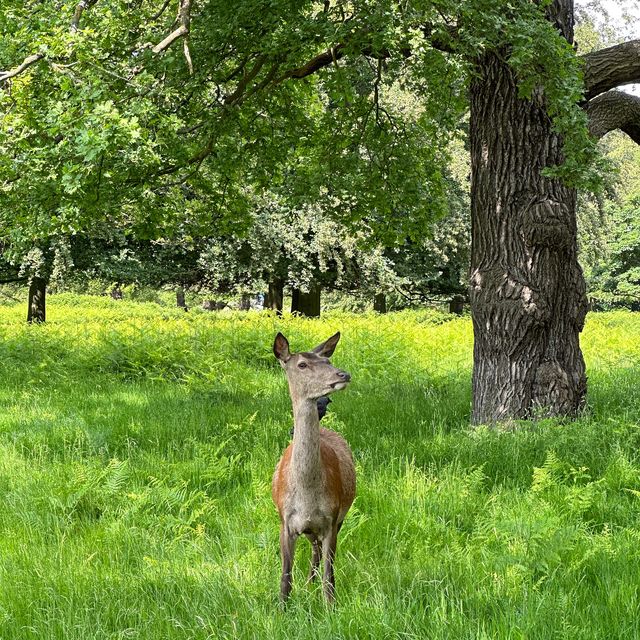 🇬🇧Meeting Wild Deer in London😍