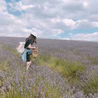 [London Suburbs 🇬🇧] Flower Fields 💜🌻
