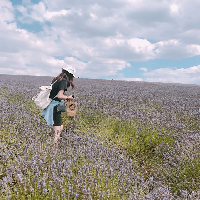 [London Suburbs 🇬🇧] Flower Fields 💜🌻