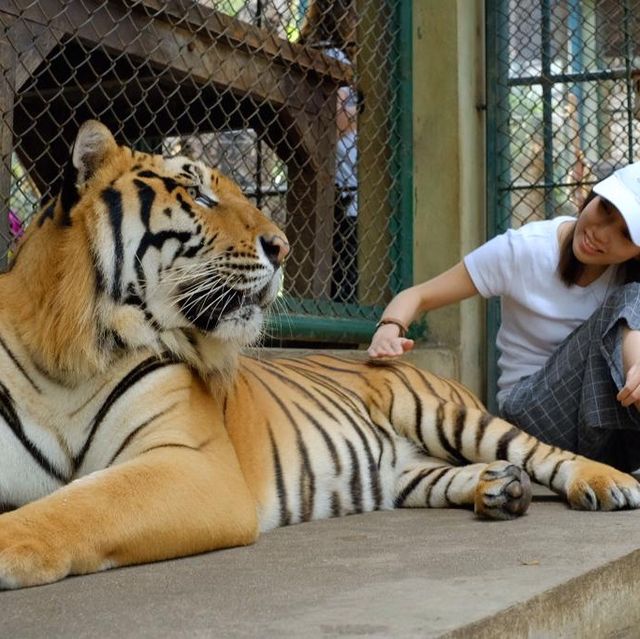 🇹🇭 [清邁］TIGER KINGDOM  ｜與老虎🐯來個親密接觸吧💕