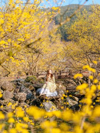 구례산수유마을 🌼