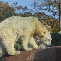 Polar bear at the Polarium 🇩🇪